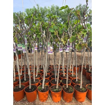 Ficus carica 1/2 copa 10 lt